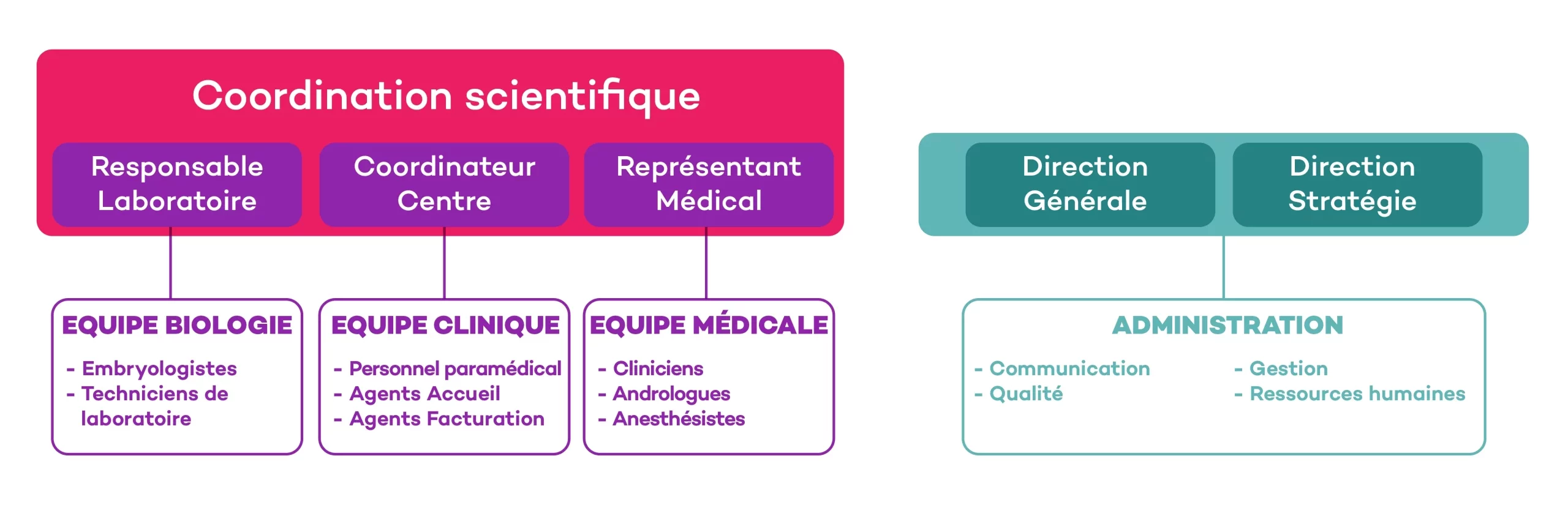 Organigramme de Fertillia